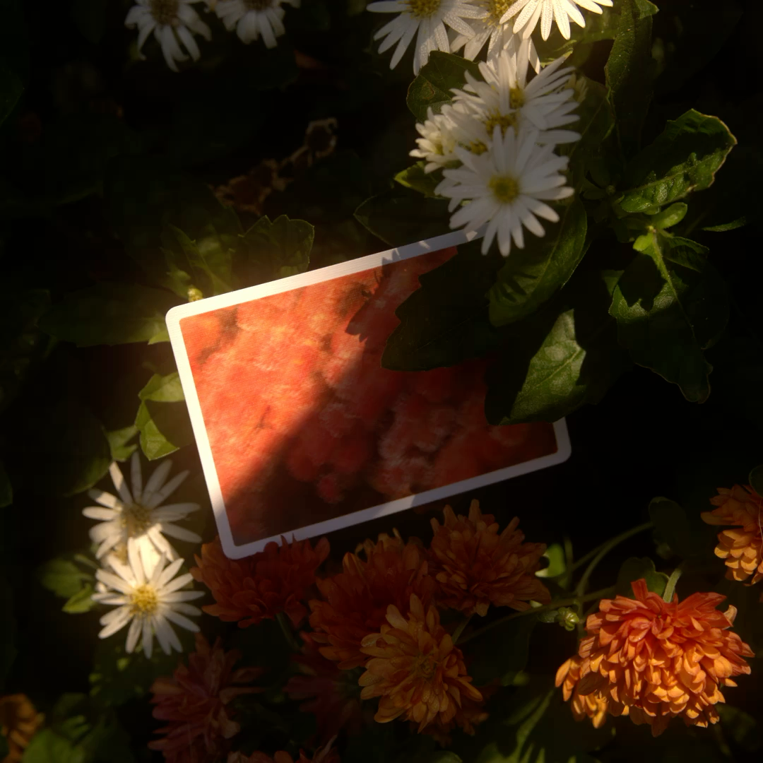 REVERIE Playing Cards